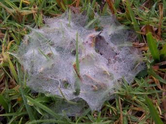 Dew laden spider web on lawn.jpg
