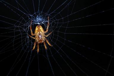 spider-web-spider-web-nature-macro-1122440.jpg