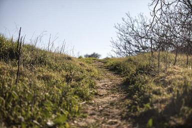 nature-path-walk-landscape-green-912771.jpg