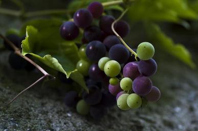 grapes-green-blue-fruit-fruits-928579.jpg