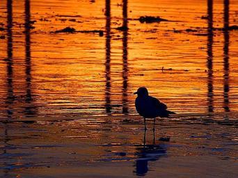 Sunsets seagulls.jpg