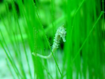 Seahorse and underwater grass
