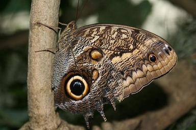 butterfly-butterflies-insect-180586.jpg