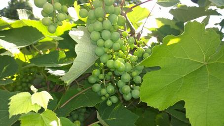grape-green-frisch-tree-fruit-1598705.jpg