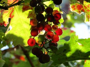 grapes-vineyard-grape-leaves-1716192.jpg