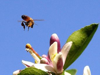 Bee pollen.jpg