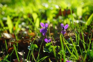wald-violet-violet-flower-blossom-324008.jpg