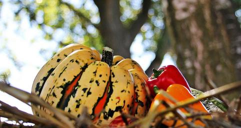 thanksgiving-pumpkin-paprika-autumn-1632805.jpg