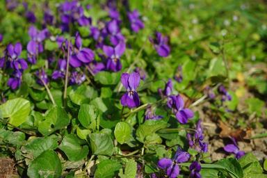 wald-violet-blossom-bloom-violet-324168.jpg