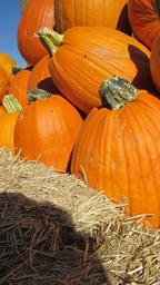 thanksgiving-halloween-pumpkin-1443161.jpg