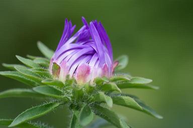 flower-violet-violet-flower-blossom-1610659.jpg
