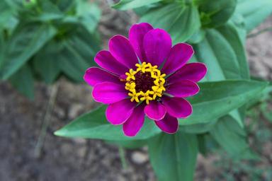 violet-flower-purple-flower-1505266.jpg