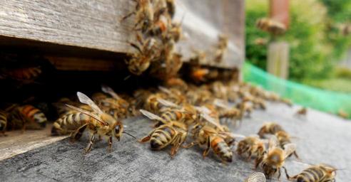bees-hive-beehive-prey-honey-bees-1385497.jpg