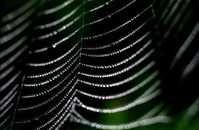 spider-web-dew-web-nature-spider-869713.jpg
