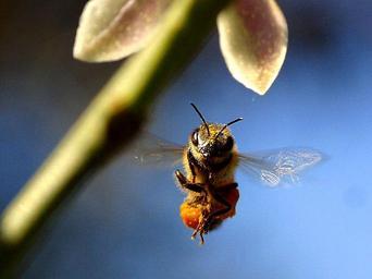 Bee buzzing around the lemon tree.jpg