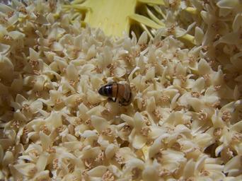 Bee on palm blossoms.jpg