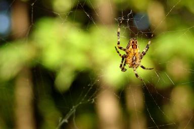spider-spider-web-web-nature-1187989.jpg