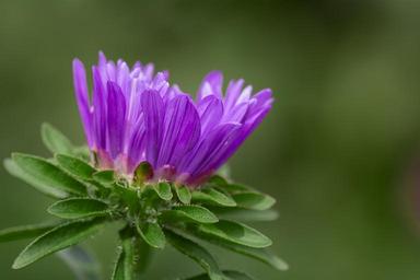 flower-violet-violet-flower-blossom-1610663.jpg