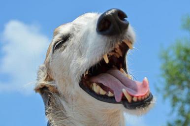 dog-animal-greyhound-983014.jpg
