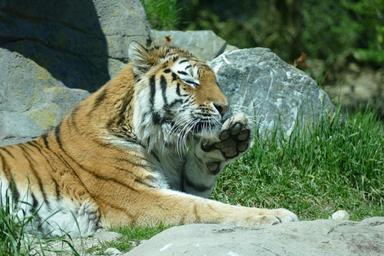 tiger-amurtiger-siberian-tiger-cat-1374250.jpg