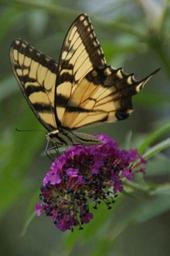 Butterfly perched on purple flower.jpg