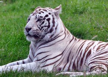 cat-tiger-white-animal-nature-908449.jpg