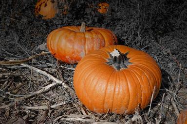 pumpkin-thanksgiving-holiday-fall-973230.jpg