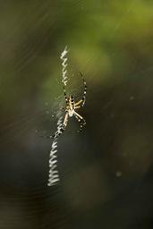 Spider spins its web.jpg