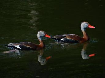 black-bellied-whistling-ducks-ducks-1539509.jpg