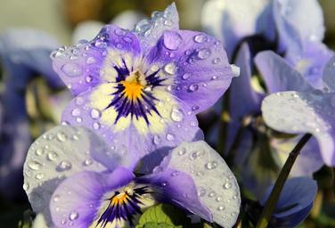 pansy-viola-violet-violet-plant-1279354.jpg