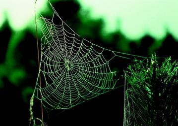 spider-web-spider-pattern-morning-920702.jpg