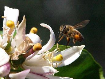 Bees flying.jpg