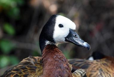 faced-whistling-duck-duck-bird-904797.jpg