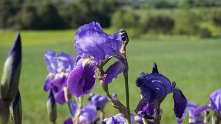 flower-violet-iris-violet-flower-1352630.jpg