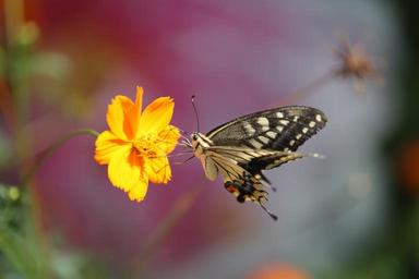 butterfly-swallowtail-butterfly-1684234.jpg