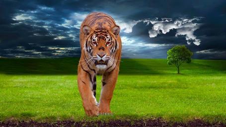 tiger-predator-animal-wildlife-1100914.jpg