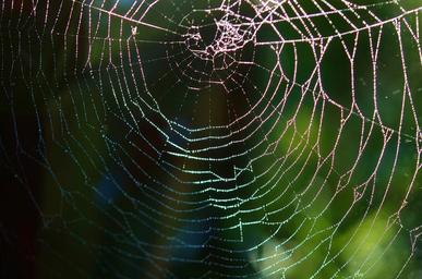 spider-web-spider-web-net-animal-615273.jpg