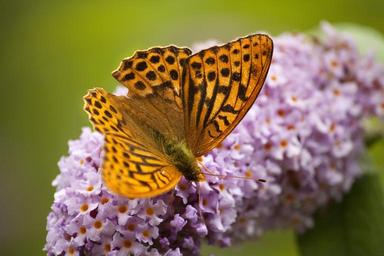 butterfly-fritillary-1189098.jpg