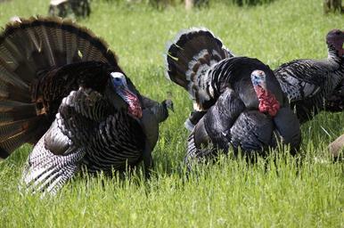turkey-thanksgiving-bird-1071392.jpg