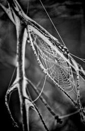 cobweb-spider-s-web-spiderweb-web-166739.jpg