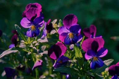 violets-garden-flowers-violet-1446900.jpg