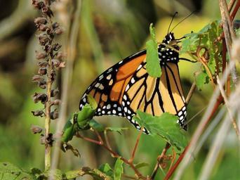 butterfly-monarch-butterfly-monarch-929799.jpg