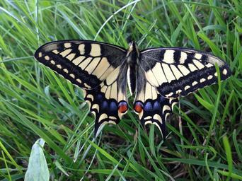 butterfly-dovetail-butterflies-409580.jpg