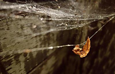 web-spider-web-gossamer-spider-work-1558336.jpg