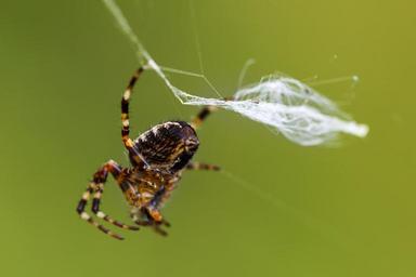 spider-spider-web-network-gossamer-1660106.jpg
