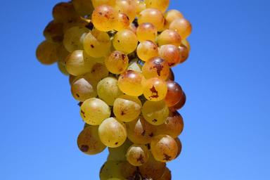 grapes-ripe-ripe-grapes-fruit-1608161.jpg