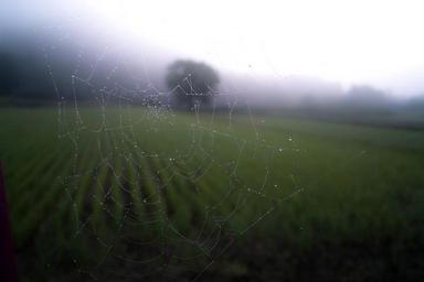 spider-web-web-cobweb-pattern-768538.jpg
