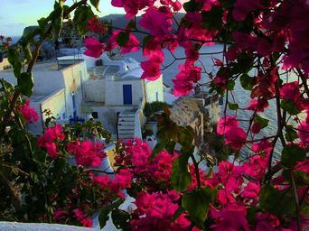 santorini-flowers-greek-island-64295.jpg