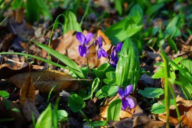 wald-violet-violet-flower-blossom-324005.jpg
