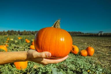 pumpkin-thanksgiving-happy-autumn-973238.jpg